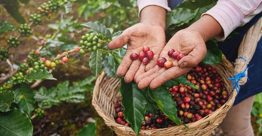 Arabica vs Robusta